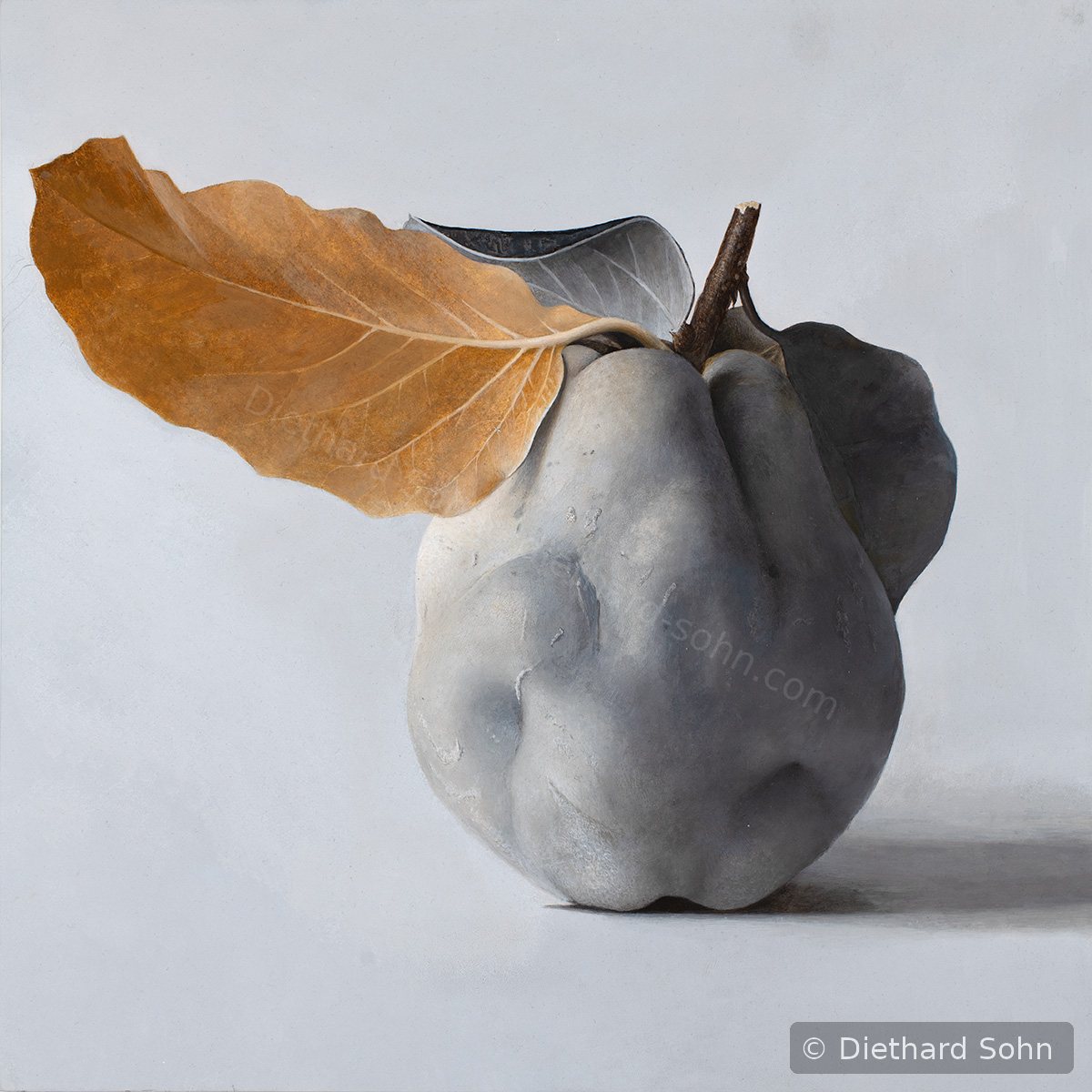 Quitte MUS-01 von Diethard Sohn