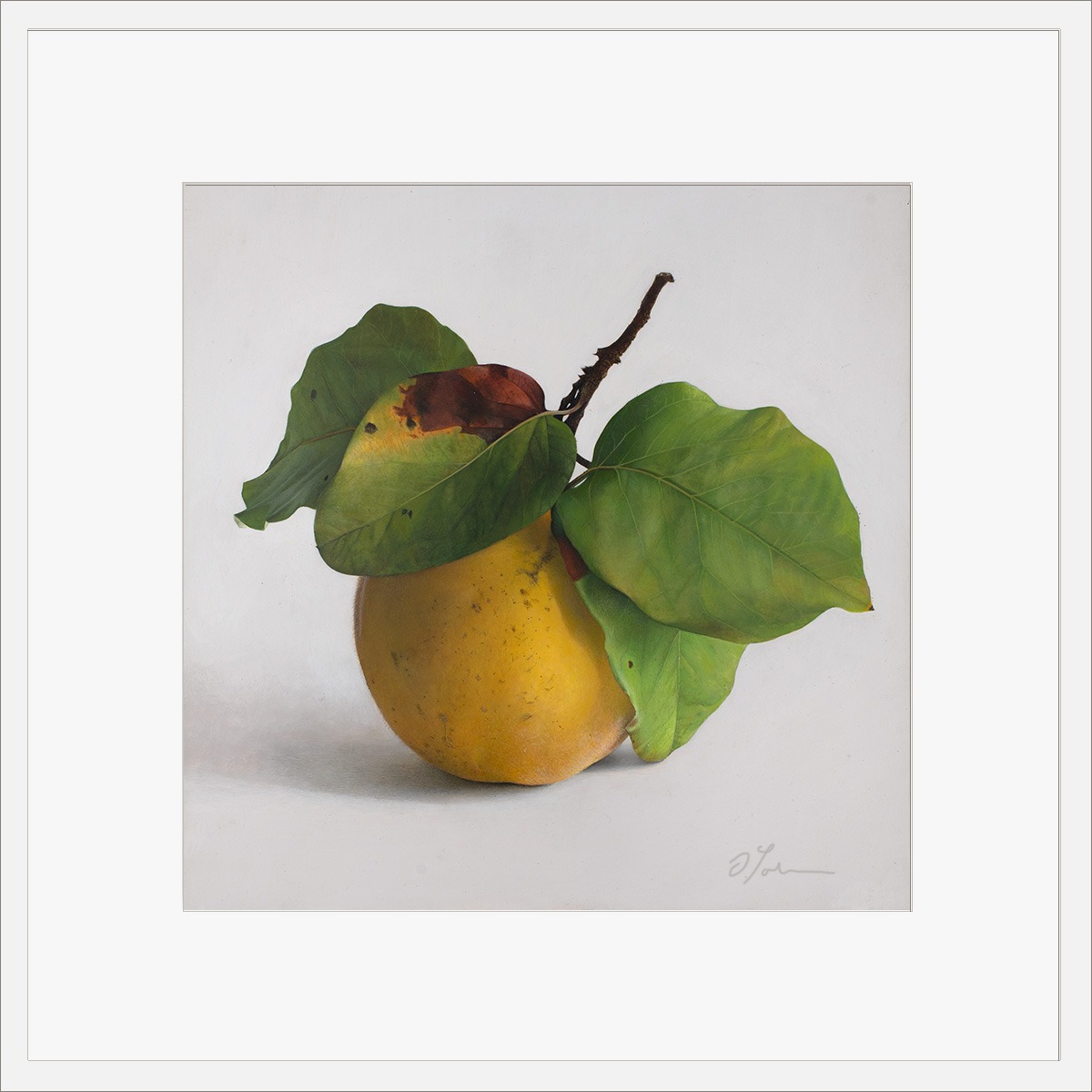 Quitte-M-01-4040-A-2021, Fine Art Print gedruckt auf Hahnemühle Papier signiert, mit Rahmen und Passepartout, 2026, von Diethard Sohn
