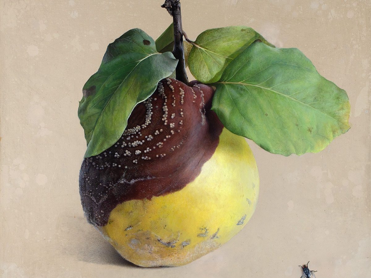 Quitte M-02 mit gemalter Fliege, Acryl auf Kreidegrund und Holztafel, Diethard Sohn, 2001