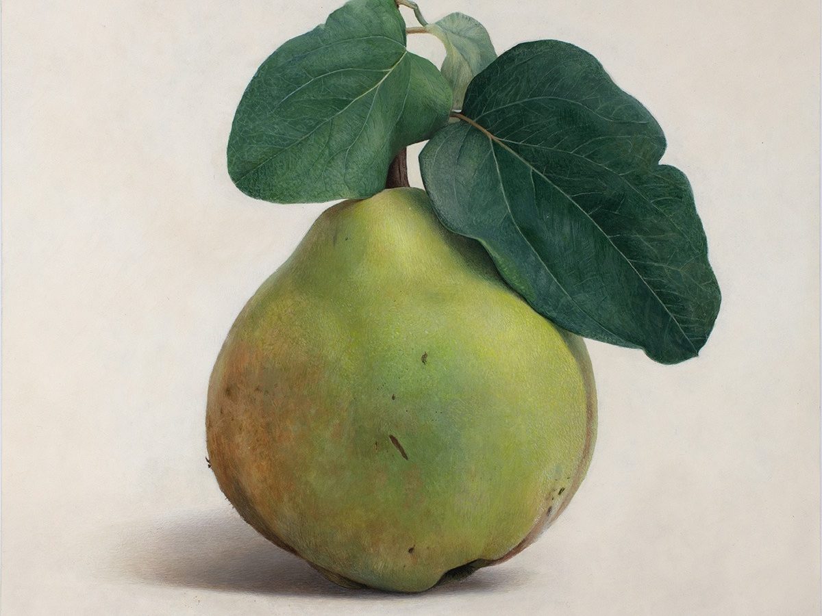 Quitte M-03, grünes Quittenportrait mit dunklen Blättern, Diethard Sohn, 2021