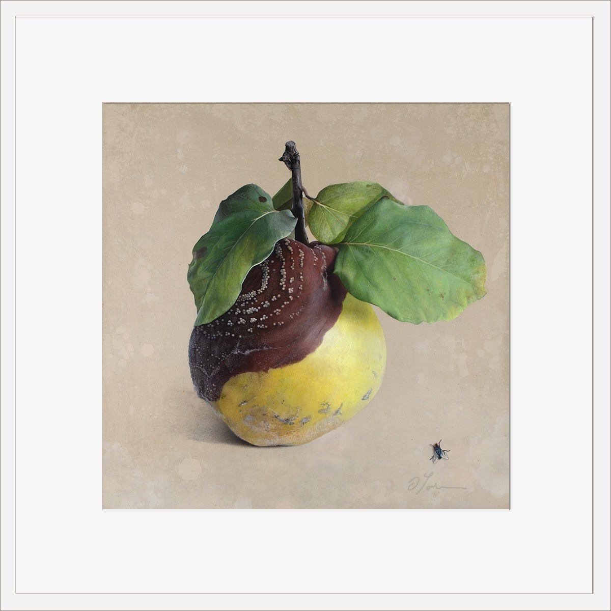 Quitte-M-02-4040-A-2021, Fine Art Print gedruckt auf Hahnemühle Papier signiert, 2026, von Diethard Sohn