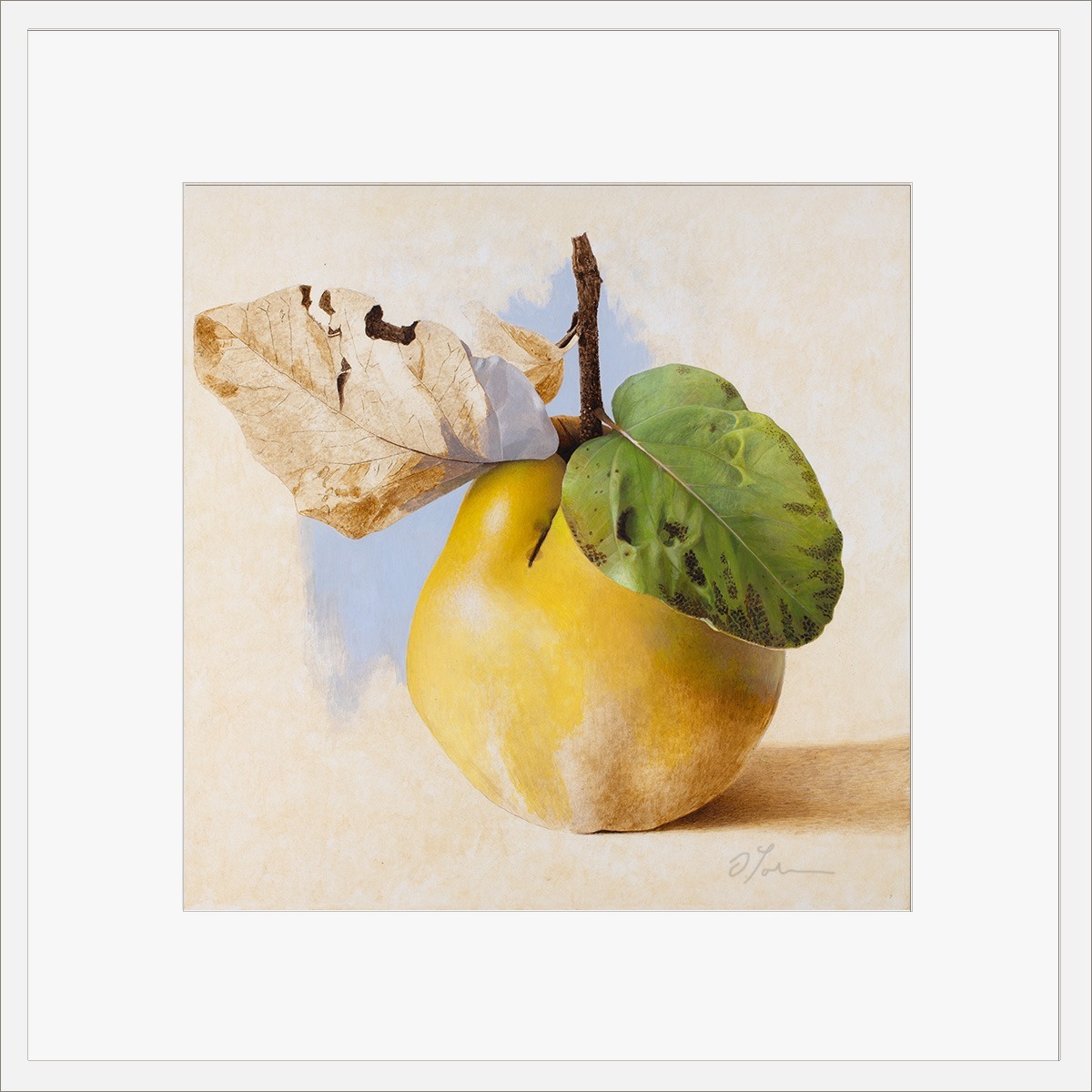 Quitte-MUS-02-4040-ET-2025, Fine Art Print gedruckt auf Hahnemühle Papier signiert, 2026, von Diethard Sohn