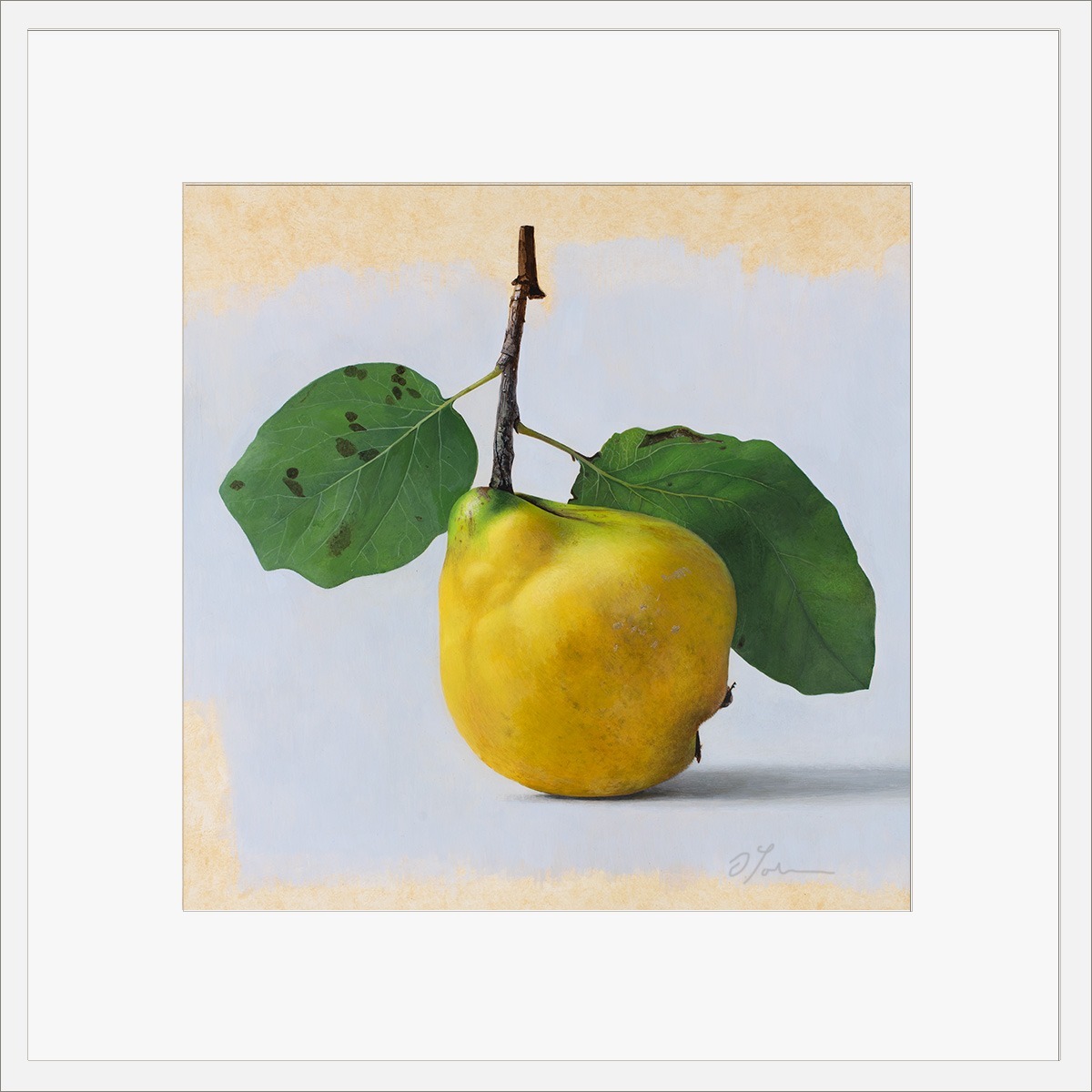 Quitte-MUS-03-4040-ET-2025, Fine Art Print gedruckt auf Hahnemühle Papier signiert, 2026, von Diethard Sohn